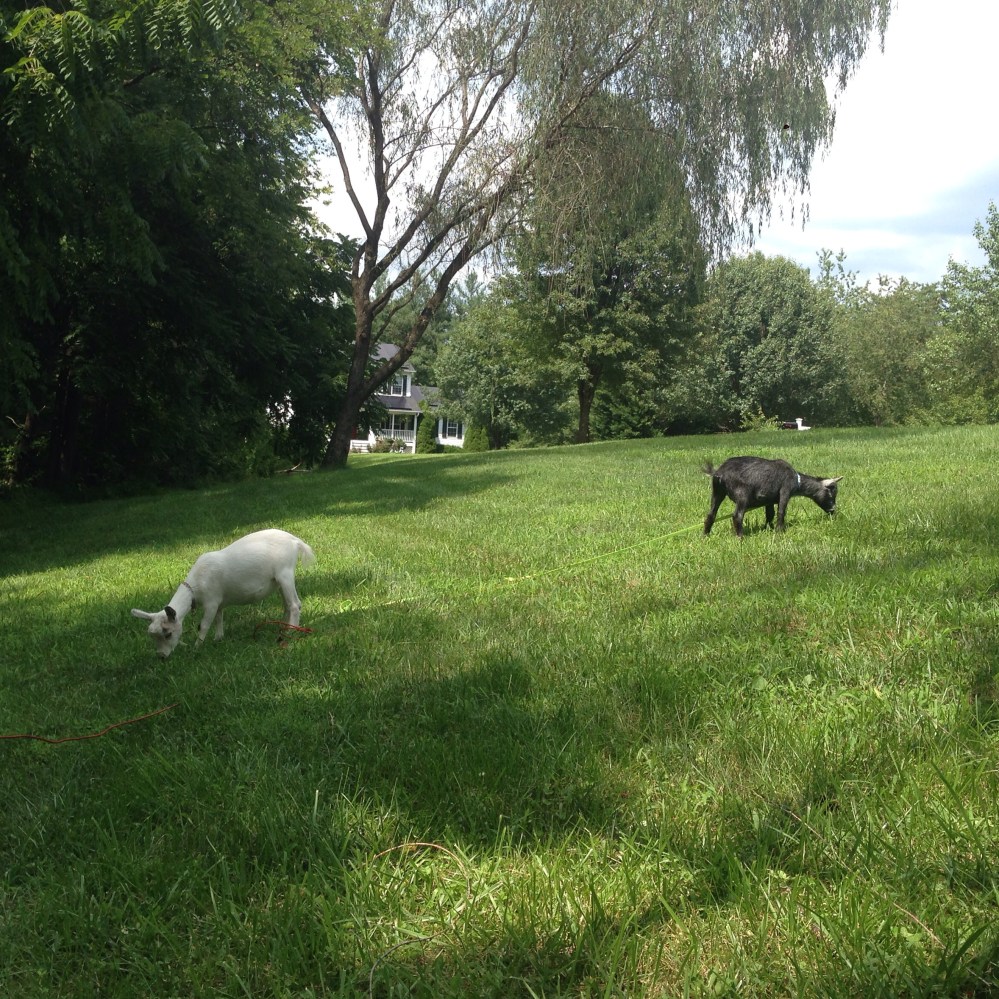 2015-07-25 15.41.29-1